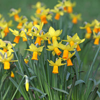 Narcissus cyclamineus Jetfire - 5 Mini-narcisses Jet Fire - Bulbes de Narcisse