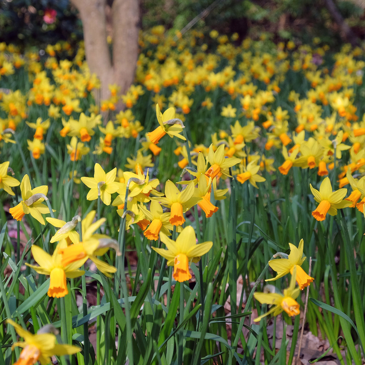 5 Mini-narcisses Jet Fire - Bakker