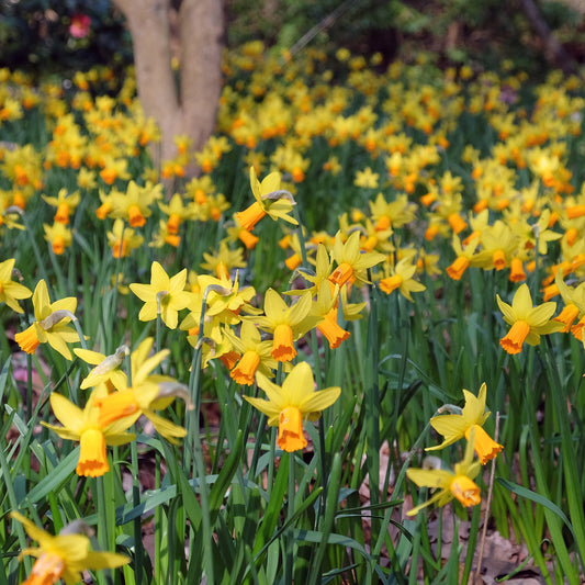 5 Mini-narcisses Jet Fire - Bakker