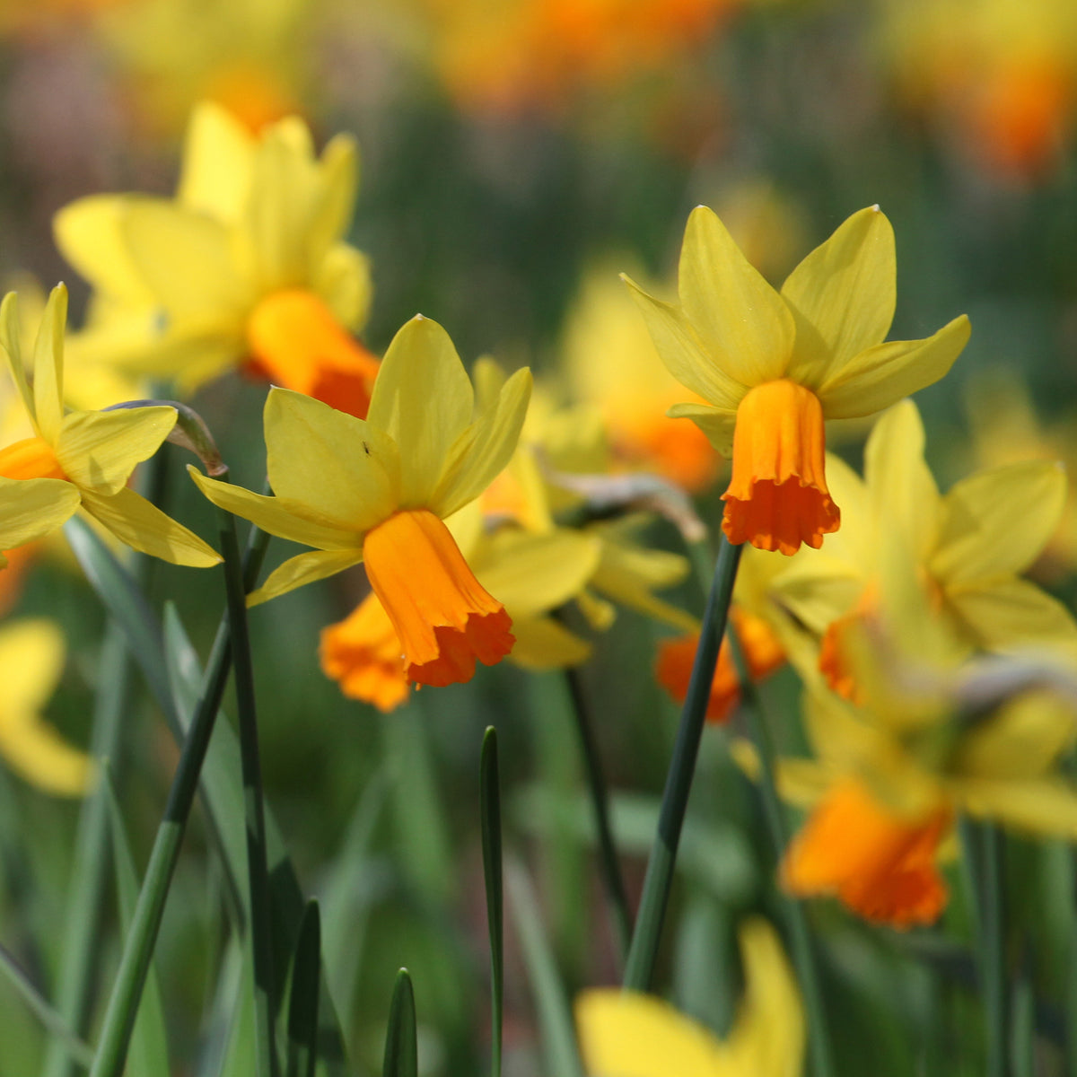 5 Mini-narcisses Jet Fire - Narcissus cyclamineus Jetfire - Bakker