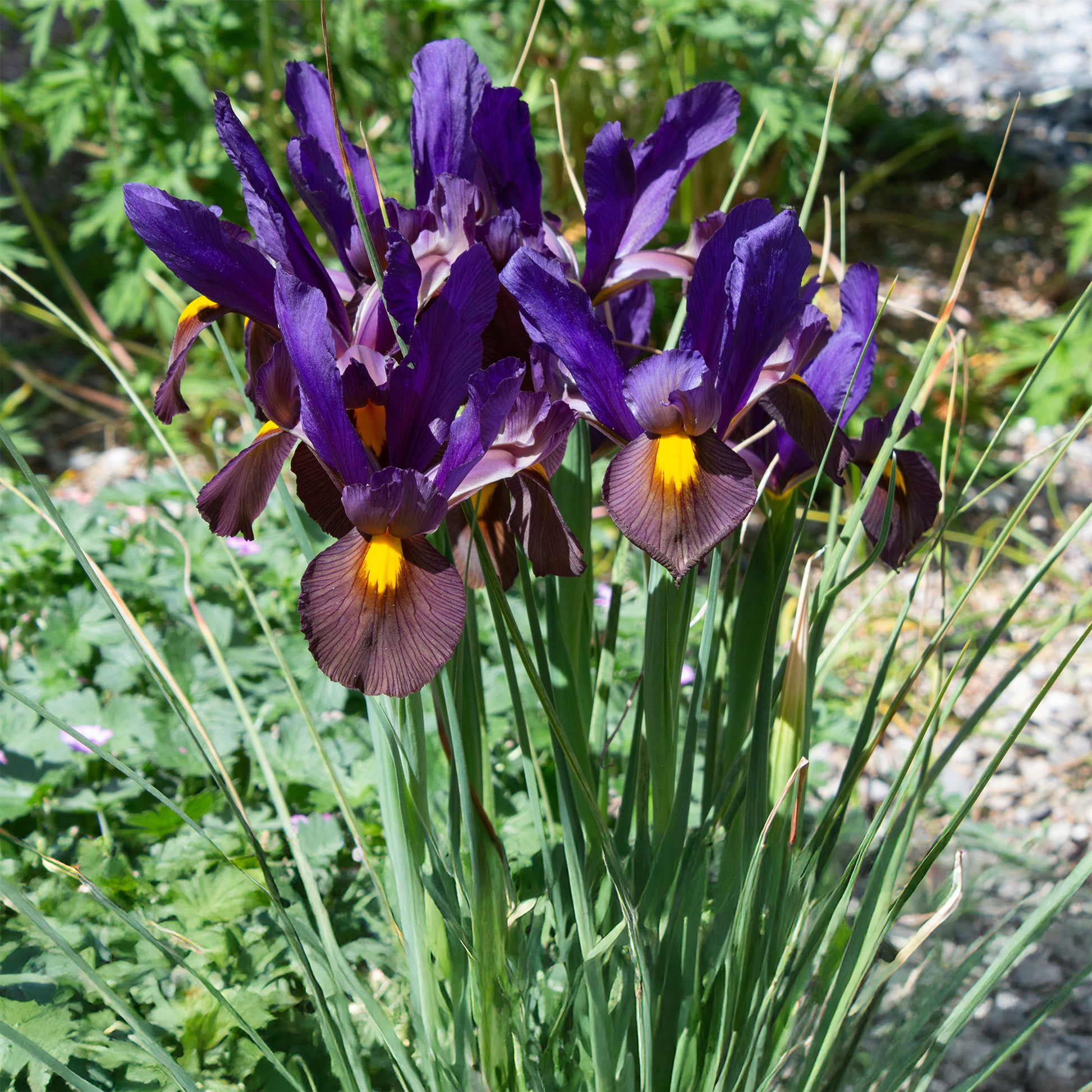 Iris hollandica tiger eyes - 10 Iris de Hollande Tiger Eyes - Bulbes d'Iris