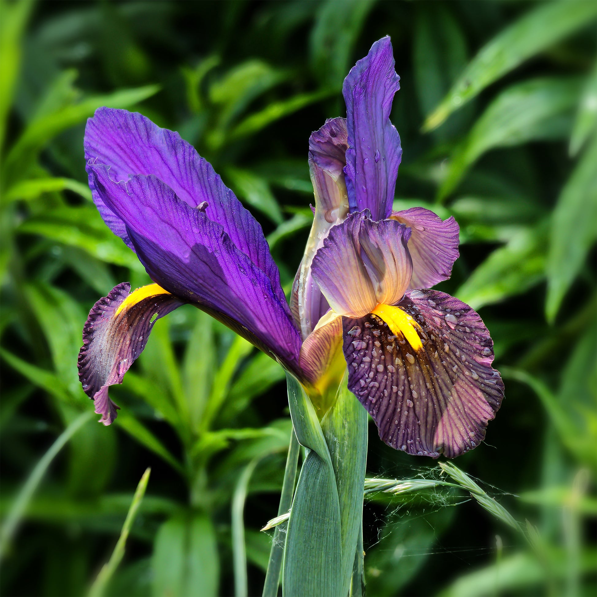 10 Iris de Hollande Tiger Eyes - Iris hollandica tiger eyes - Bakker