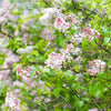 Lilas double Beauty of Moscow - Bakker