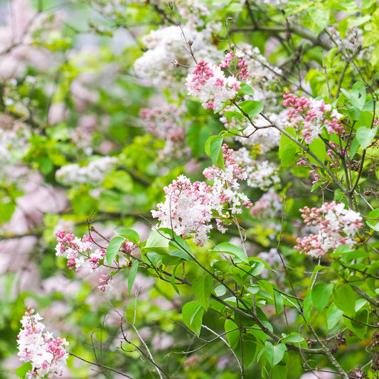 Lilas double Beauty of Moscow - Bakker