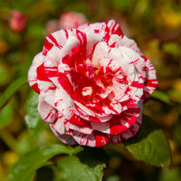 Rosa Candy Stripe - Rosier buisson Candy stripe - Rosiers