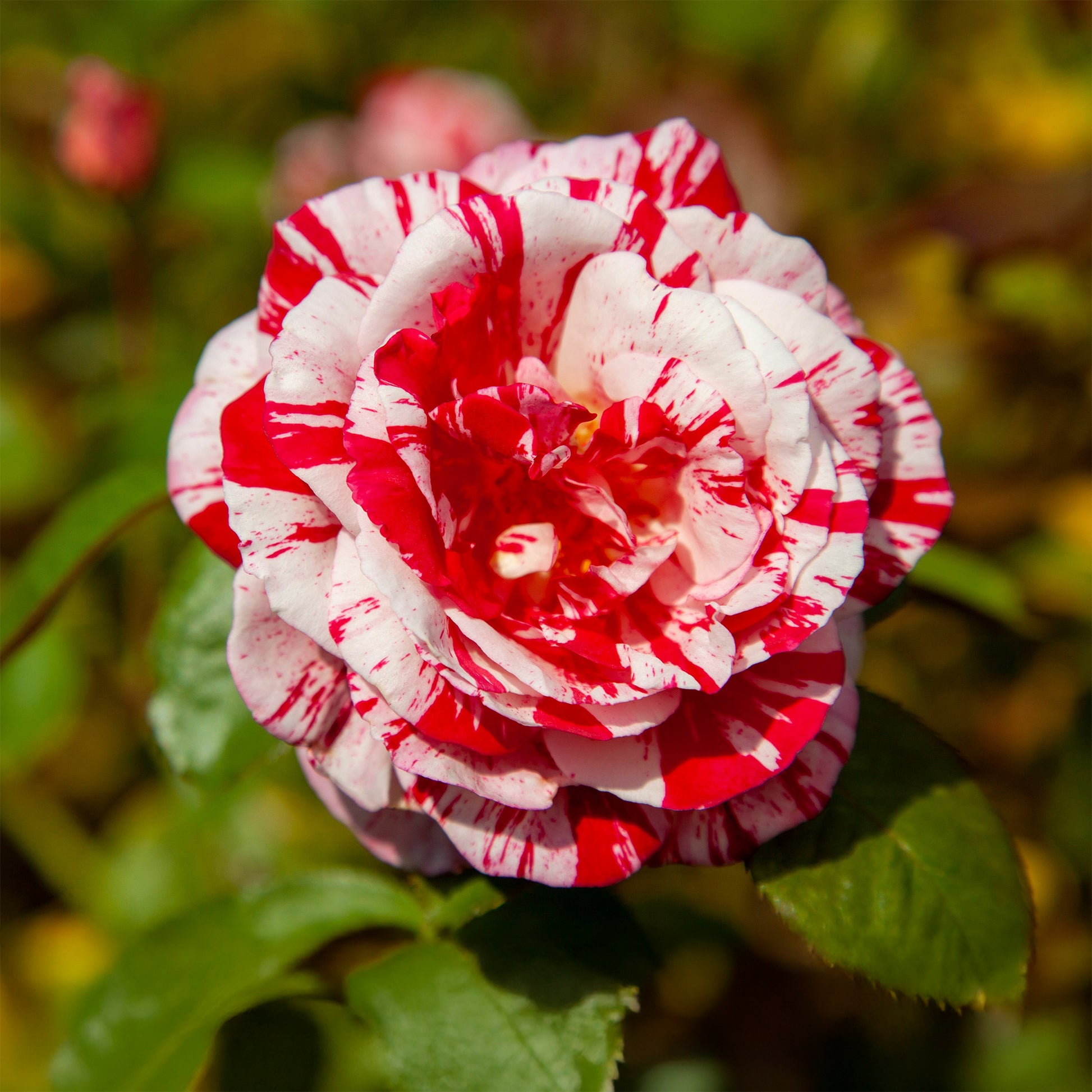 Rosa Candy Stripe - Rosier buisson Candy stripe - Rosiers