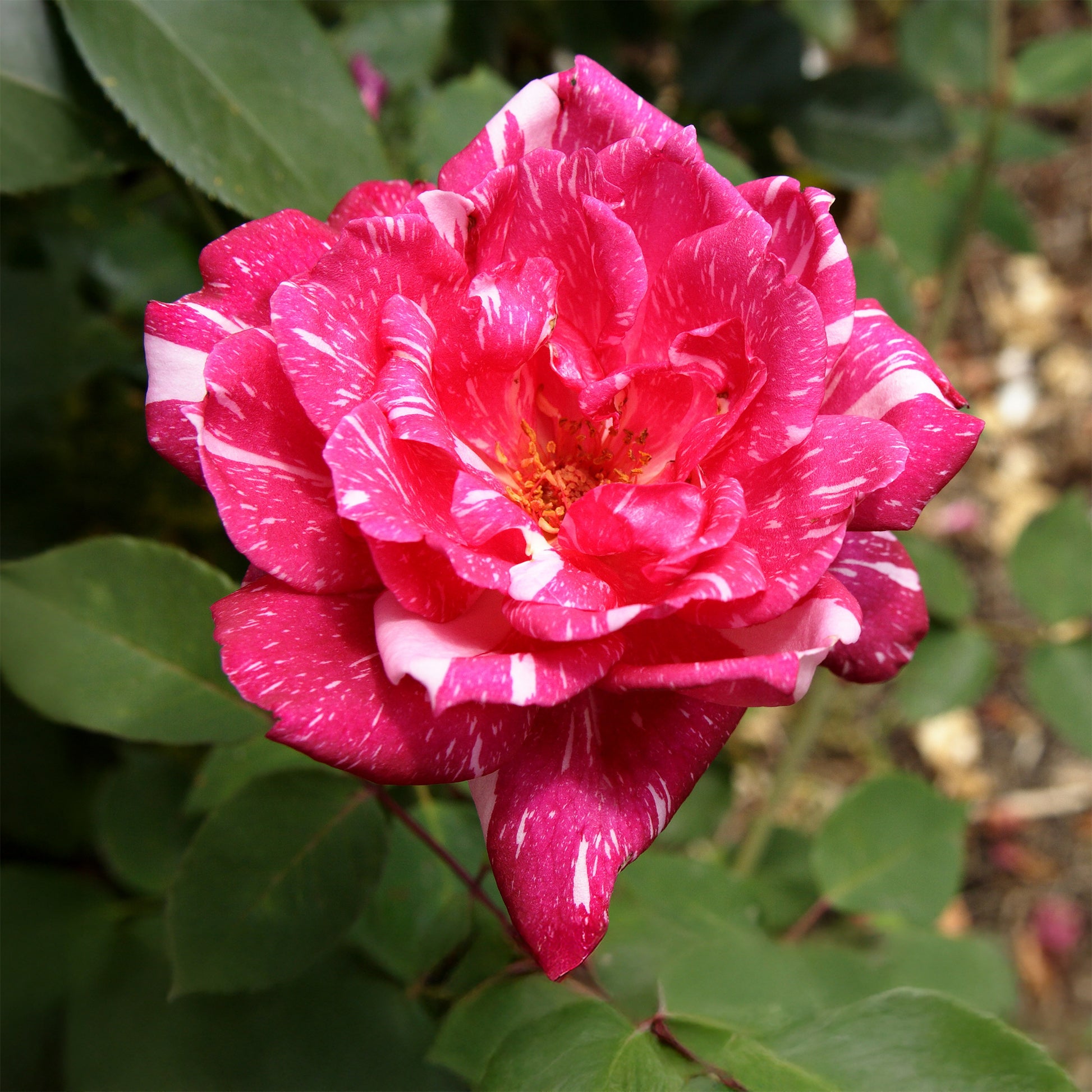 Rosiers - Rosier buisson Candy stripe - Rosa Candy Stripe