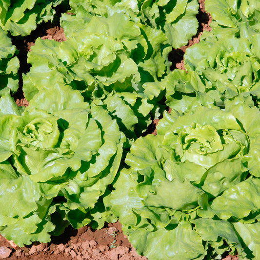 Laitue pommée Deliane - Bakker