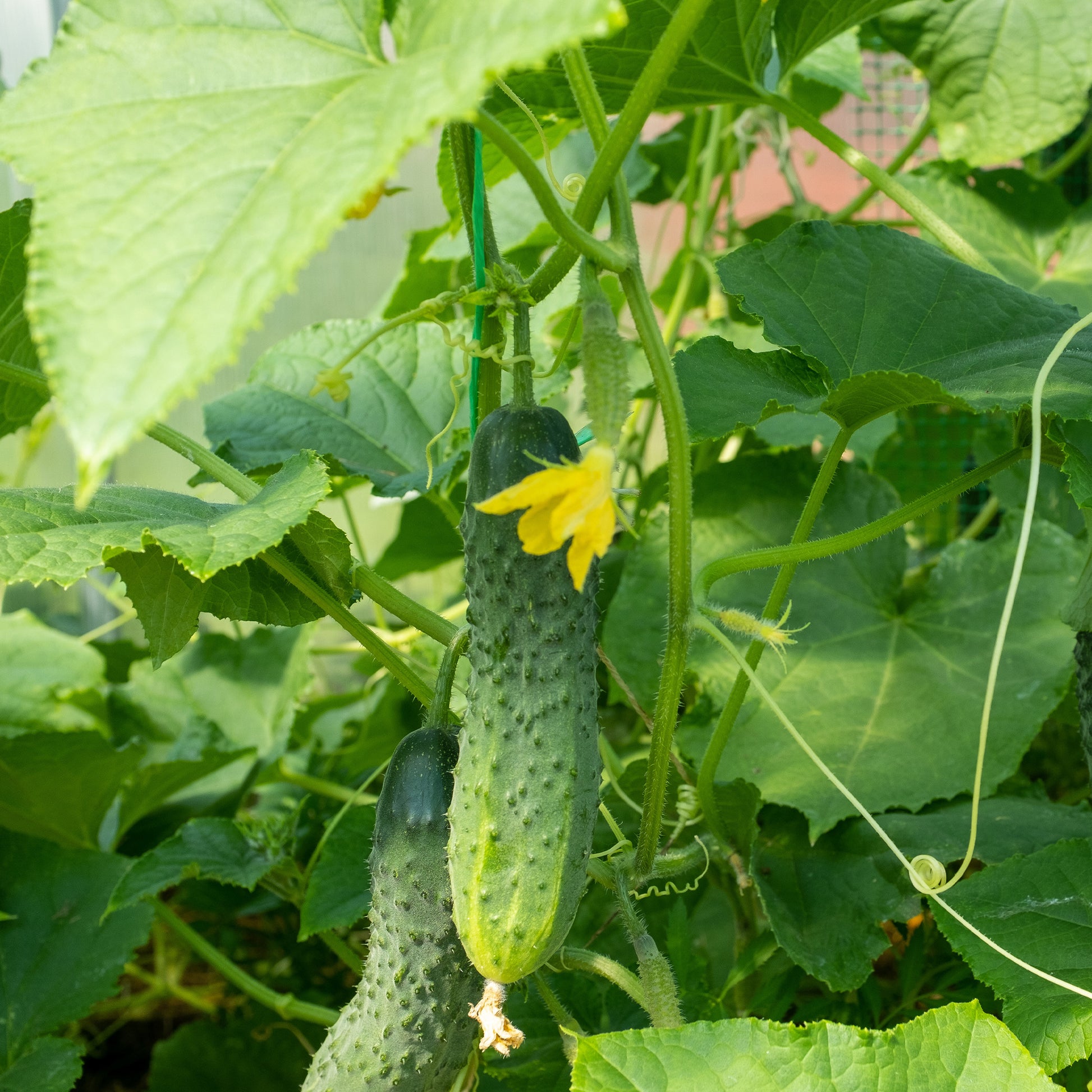 Cucumis sativus regal - Cornichon Regal F1 - Graines de cornichons