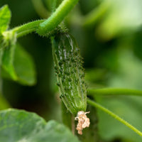 Cornichon Regal F1 - Cucumis sativus regal - Bakker