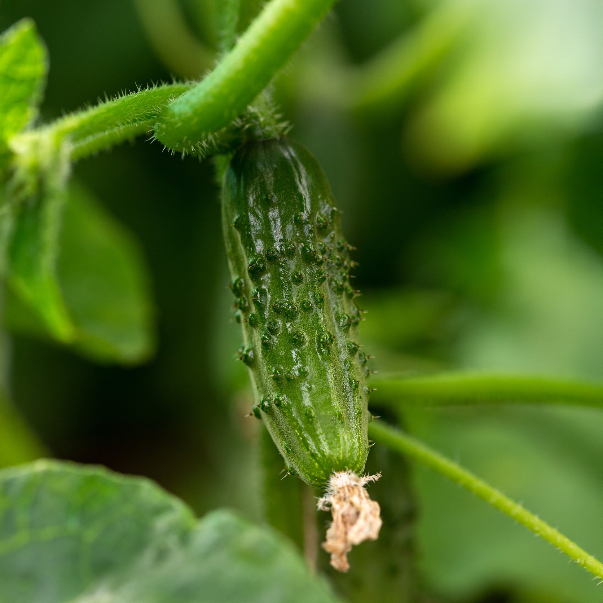 Cornichon Regal F1 - Cucumis sativus regal - Bakker