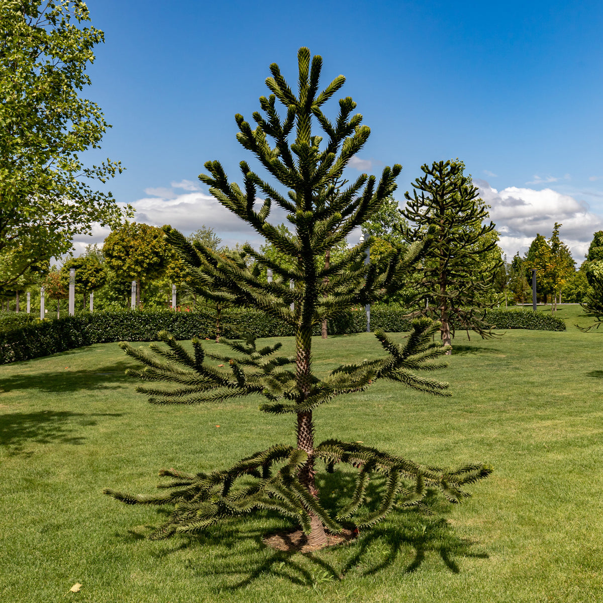 Conifères - Désespoir des singes - Araucaria imbricata