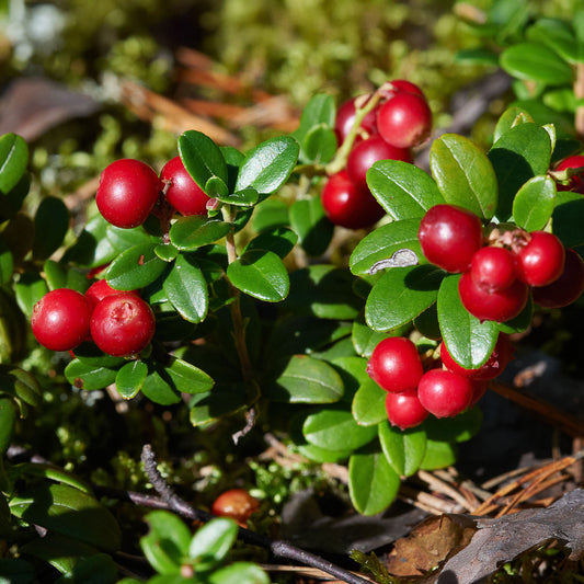 Airelle rouge Miss Cherry ® - Bakker