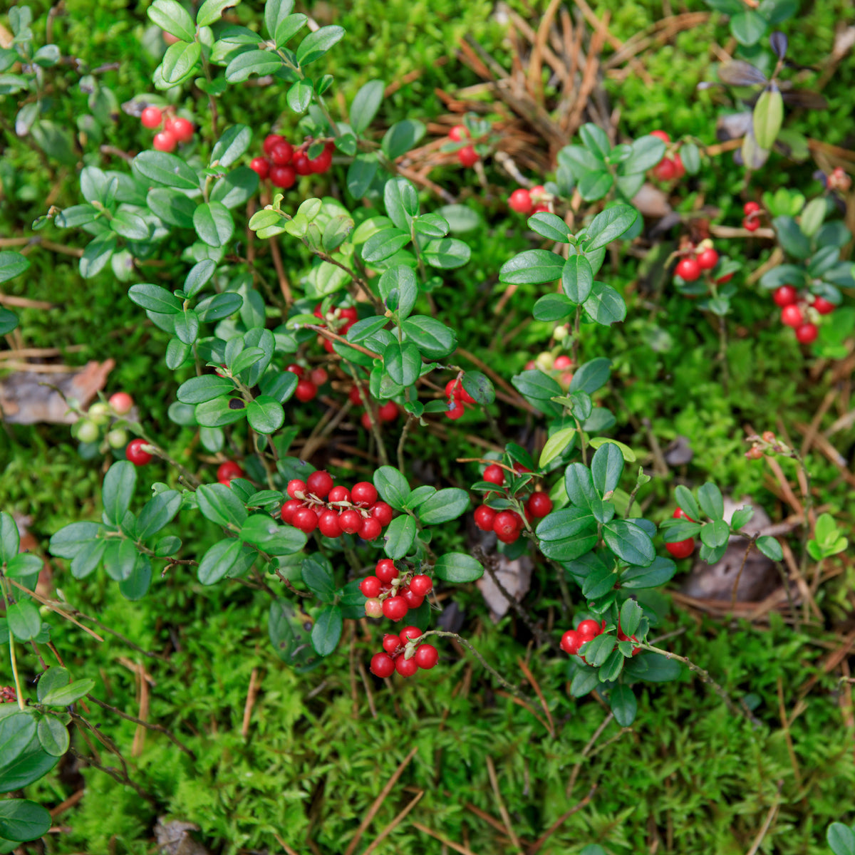 Myrtillers - Airelle rouge Miss Cherry ® - Vaccinium vitis idaea miss cherry ® (meliro)