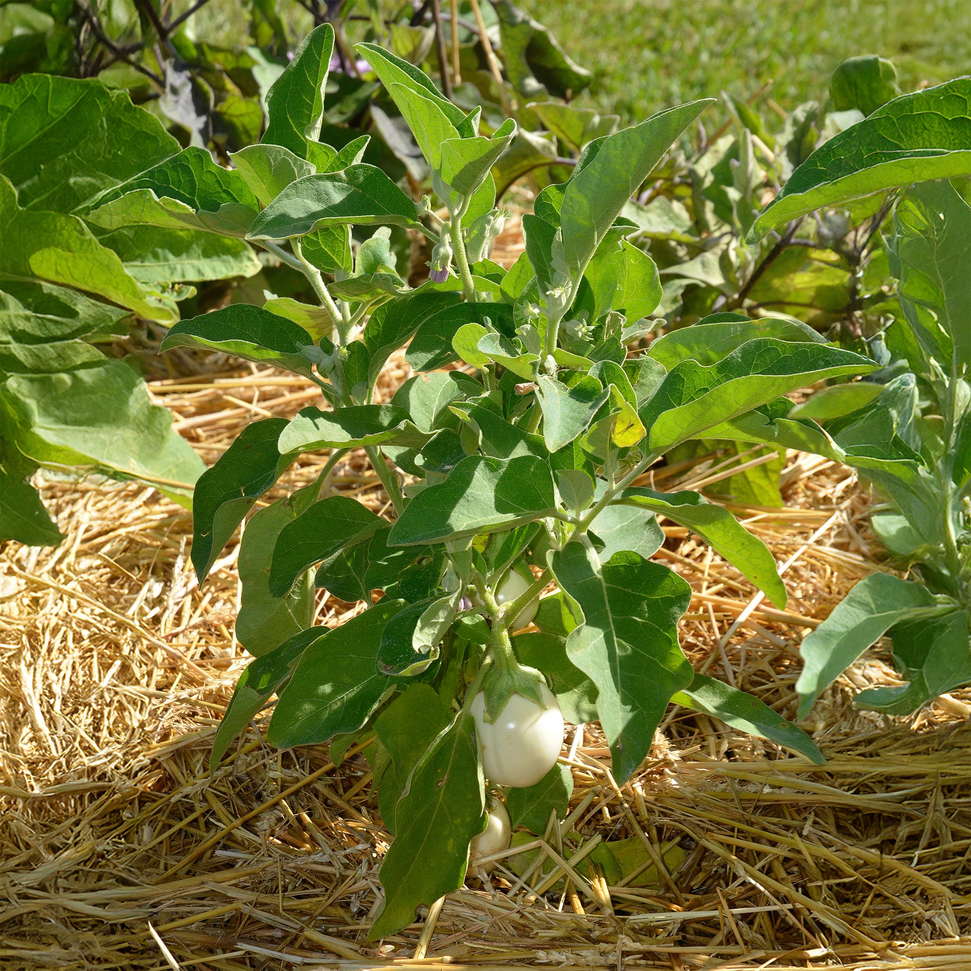 Solanum melongena blanche ronde à oeufs - Aubergine Blanche ronde à oeufs - Graines pour potager