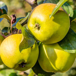 Pommier Golden Delicious - Bakker
