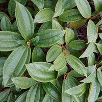 Viorne de David - Viburnum davidii - Bakker
