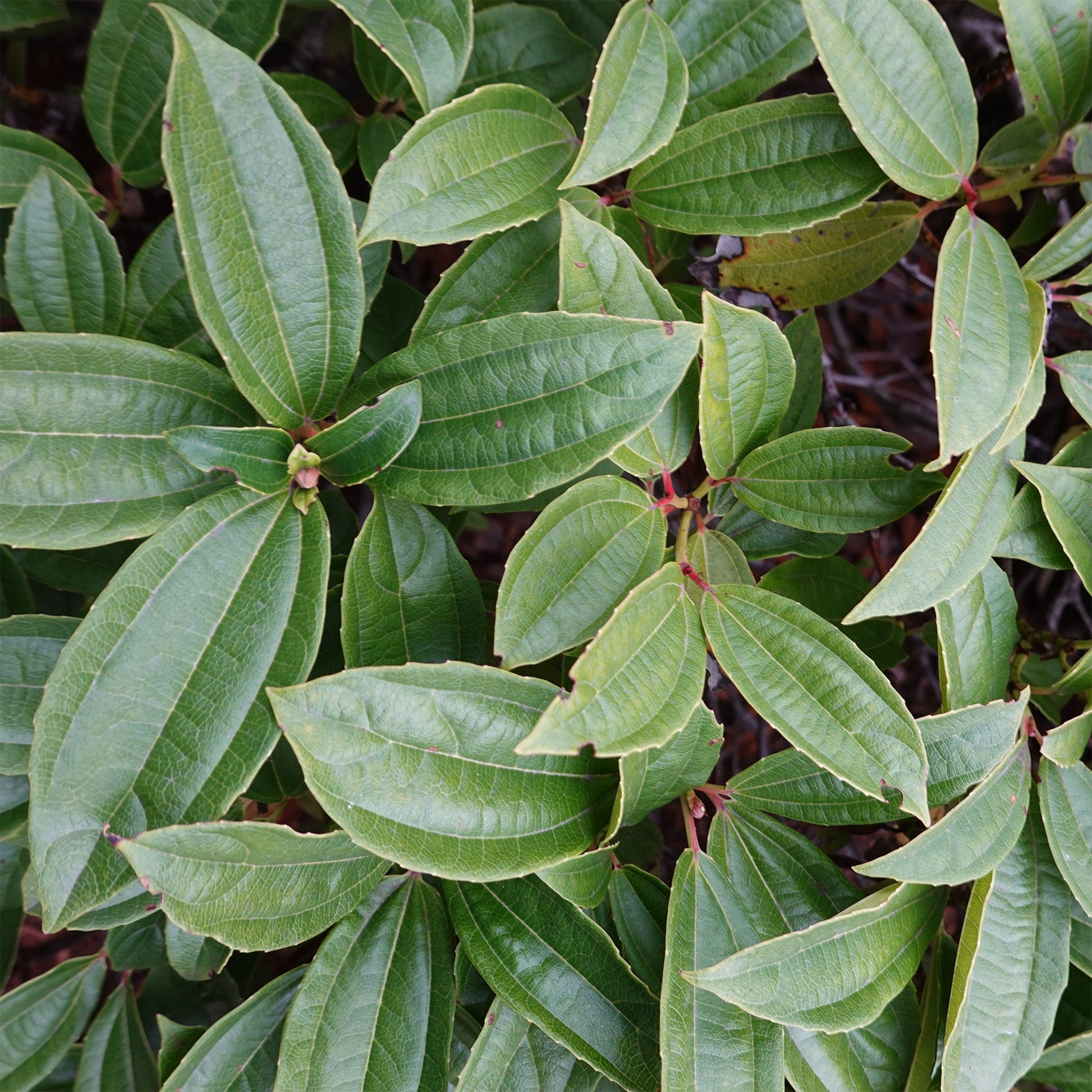 Viorne de David - Viburnum davidii - Bakker
