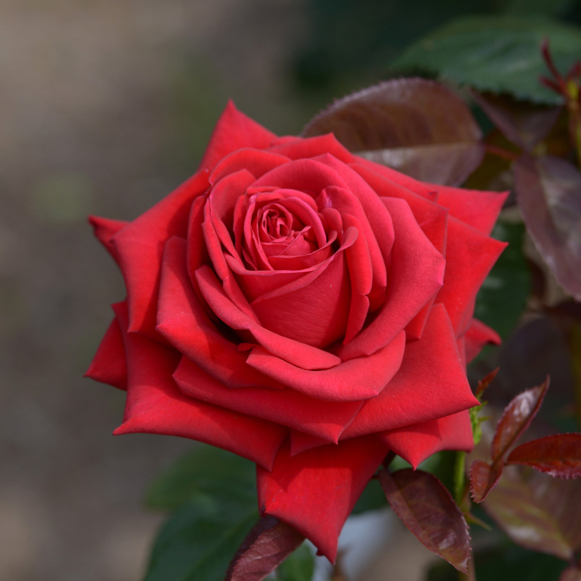 Rosier buisson Grande Amore ® - Bakker