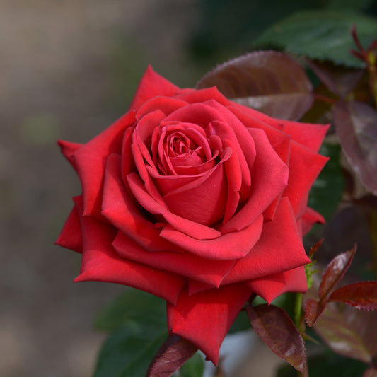 Rosier buisson Grande Amore ® - Bakker