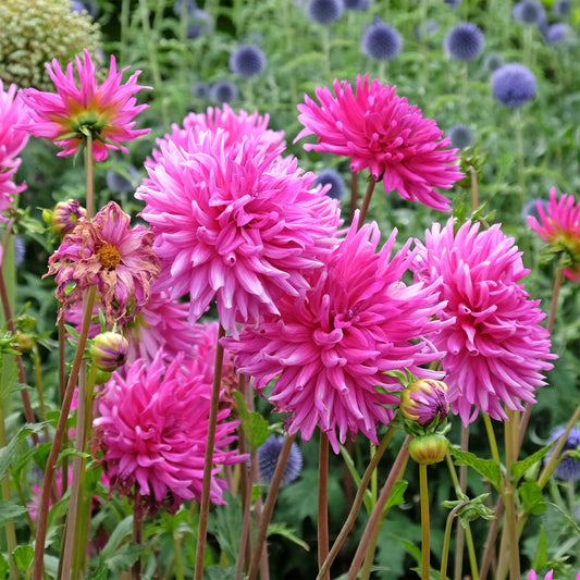 3 Dahlias cactus Purple Gem - Bakker