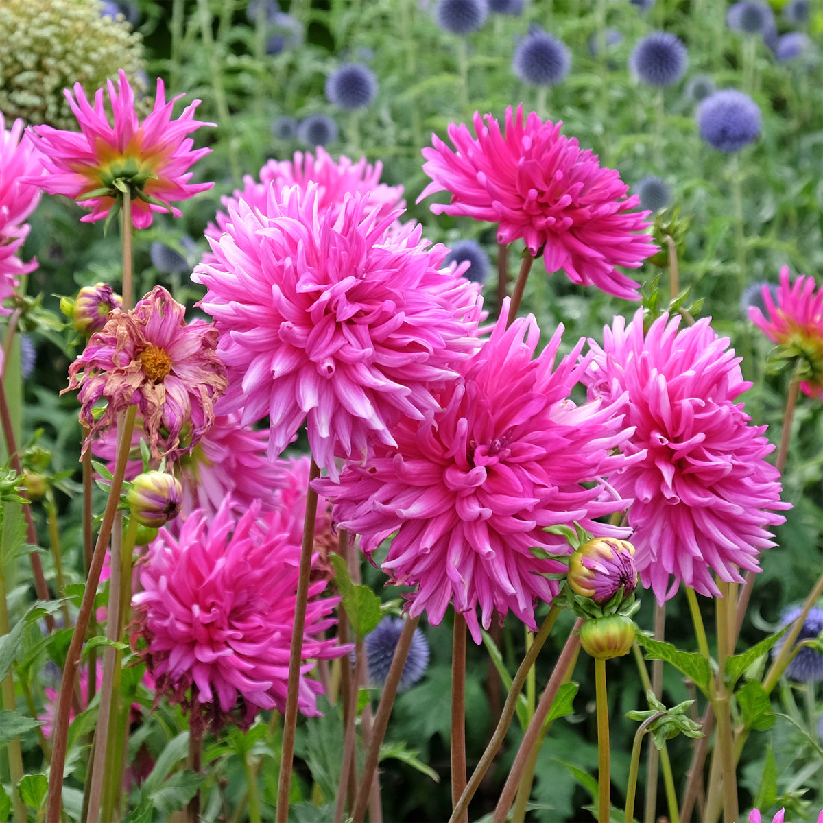 3 Dahlias cactus Purple Gem - Bakker
