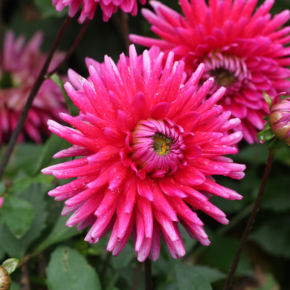 3 Dahlias cactus Purple Gem - Dahlia Purple Gem - Bakker