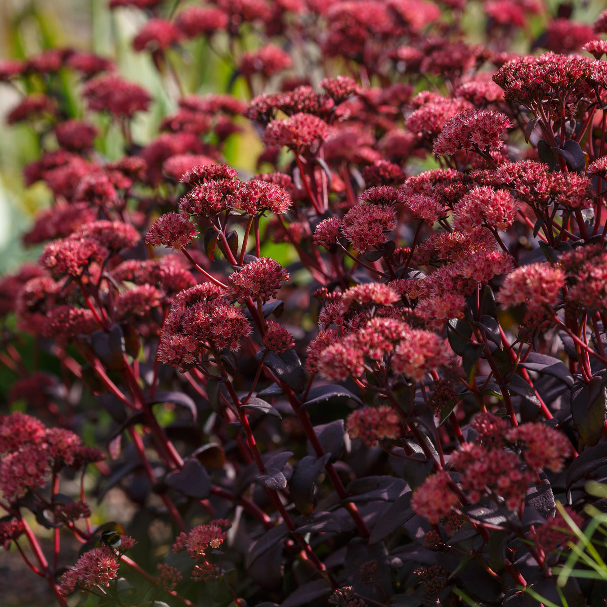 Sedum Blue Pearl - Sédum Perle bleue - Sedum - Orpin