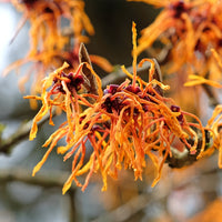 Hamamelis x intermedia aphrodite - Hamamélis Aphrodite - Arbustes fleuris