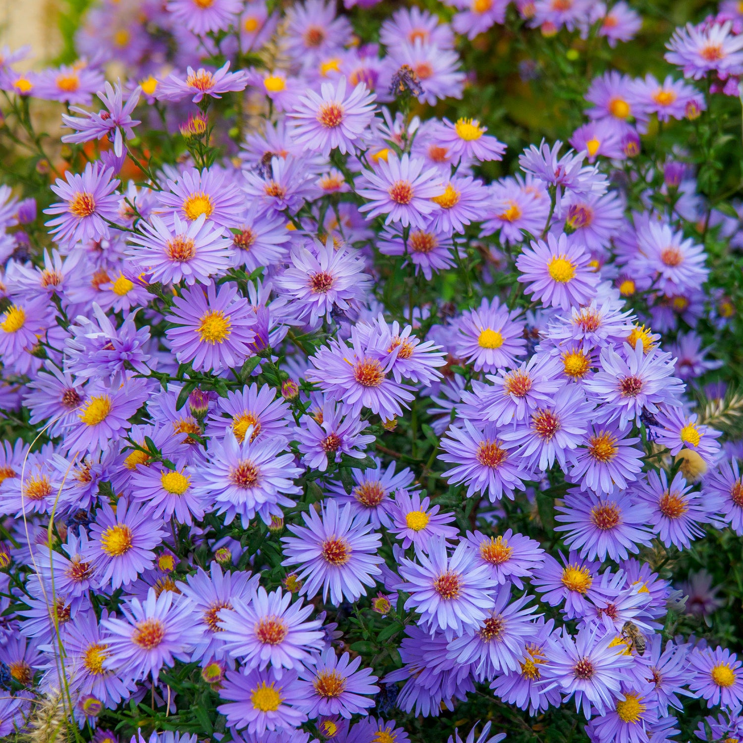 Aster