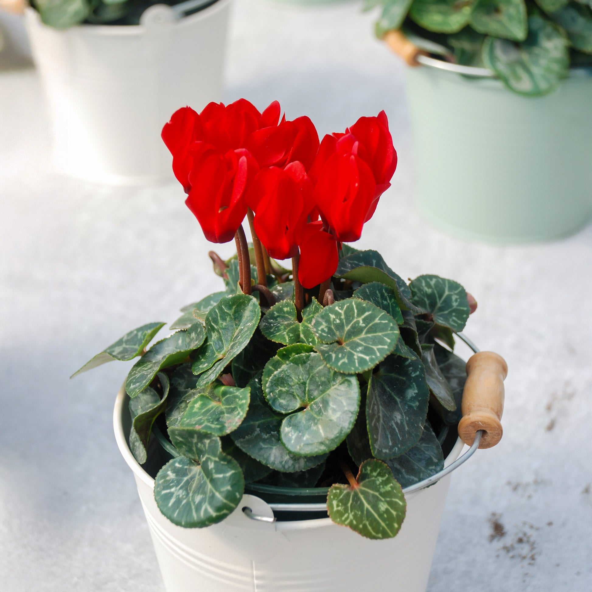 3 Cyclamens rouges - Cyclamen super série - Bakker