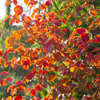 Arbustes fleuris - Hamamélis de Chine - Hamamelis mollis