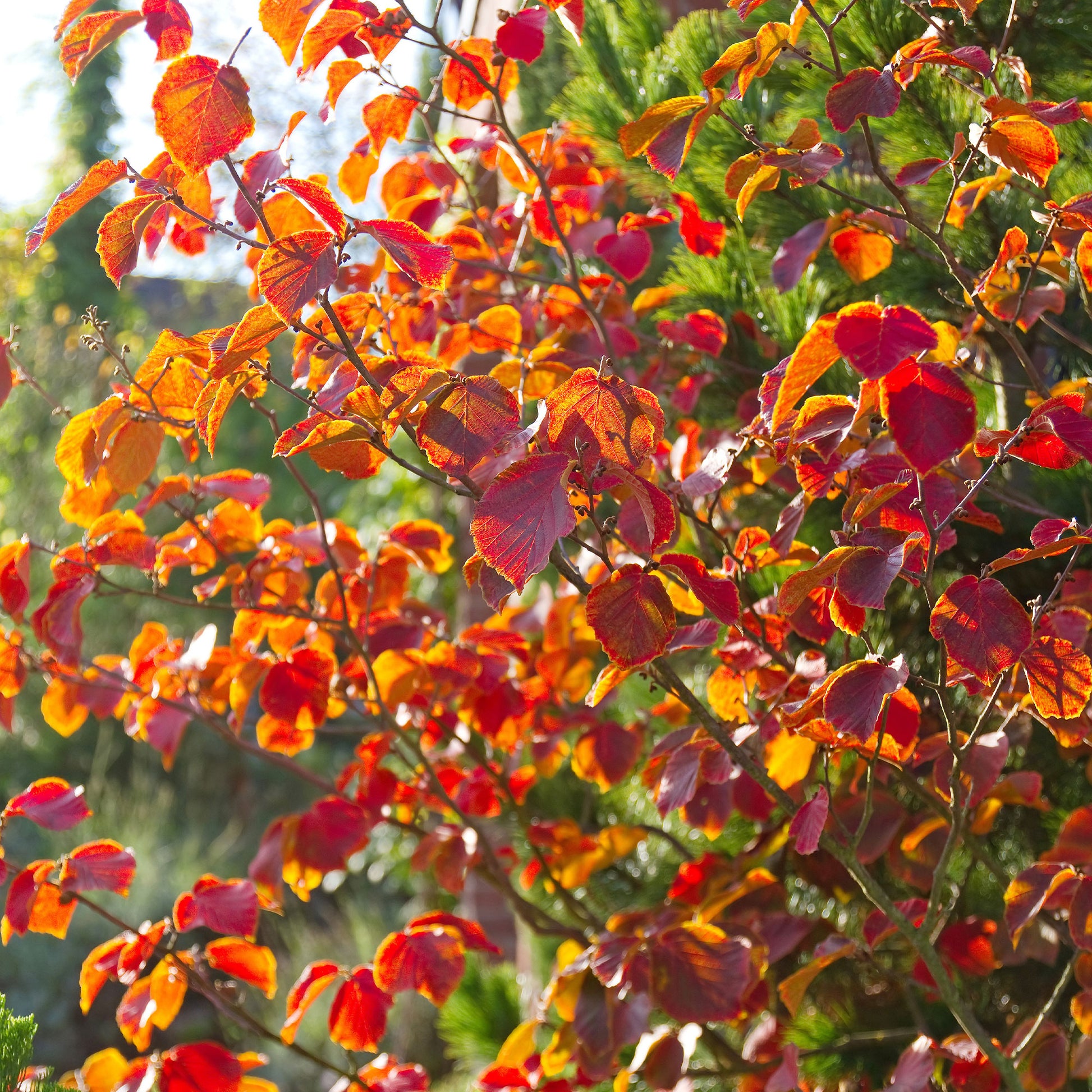 Arbustes fleuris - Hamamélis de Chine - Hamamelis mollis