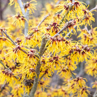 Hamamélis de Chine - Arbustes fleuris - Bakker