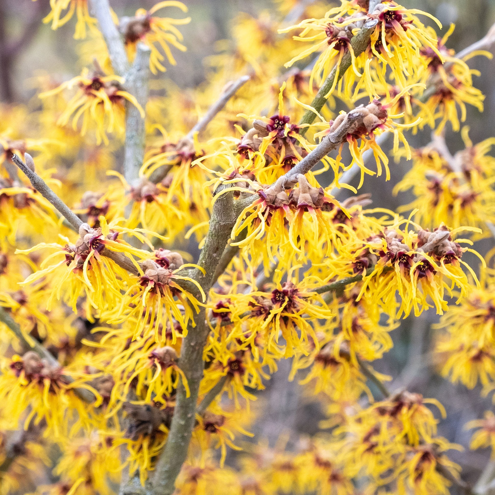 Hamamélis de Chine - Arbustes fleuris - Bakker