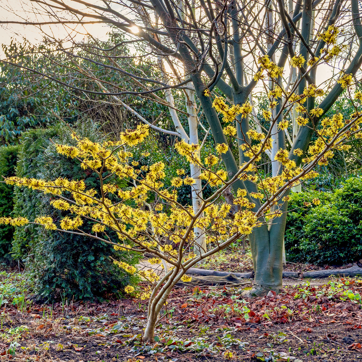 Hamamelis mollis - Hamamélis de Chine - Arbustes fleuris