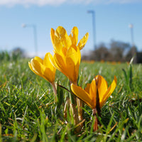 Crocus vernus yellow Mammoth - 15 Crocus Mammouth jaune - Bulbes de Crocus