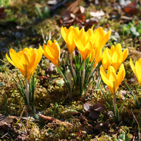 Vente 15 Crocus Mammouth jaune - Crocus vernus yellow Mammoth