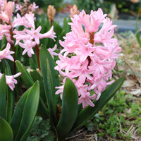 3 Jacinthes roses - Hyacinthus orientalis - Bakker