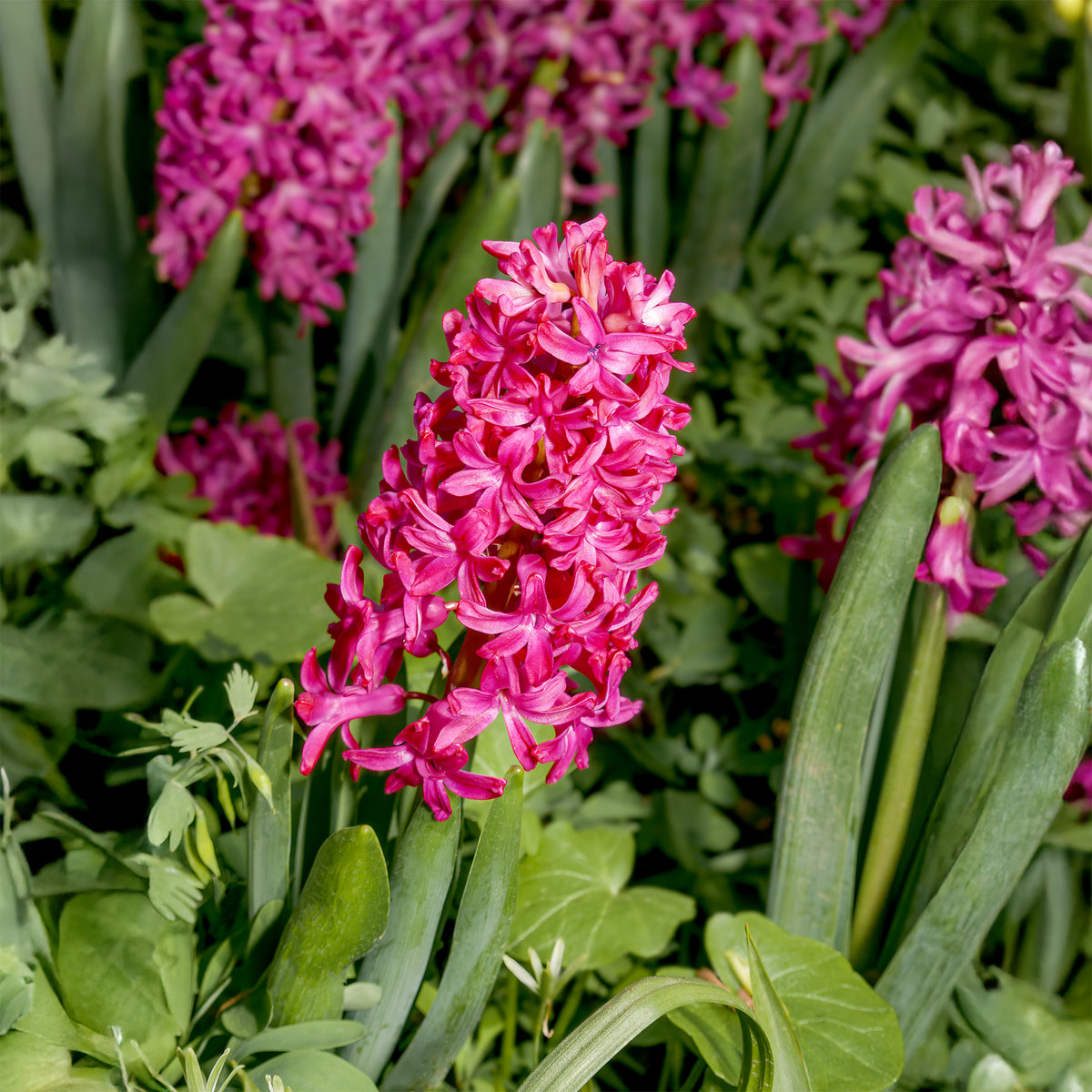 3 Jacinthes rouges - Bakker