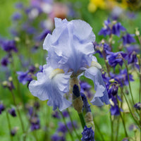 Vente 3 Iris de jardin remontant Lovely again