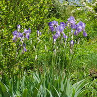 3 Iris de jardin remontant Lovely again - Iris germanica lovely again - Bakker