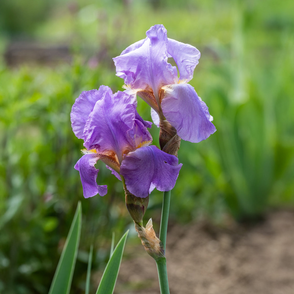 Iris des jardins - 3 Iris de jardin remontant Lovely again - Iris germanica lovely again