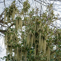 Garrya elliptica - Garrya - Plantes de terrasses et balcons