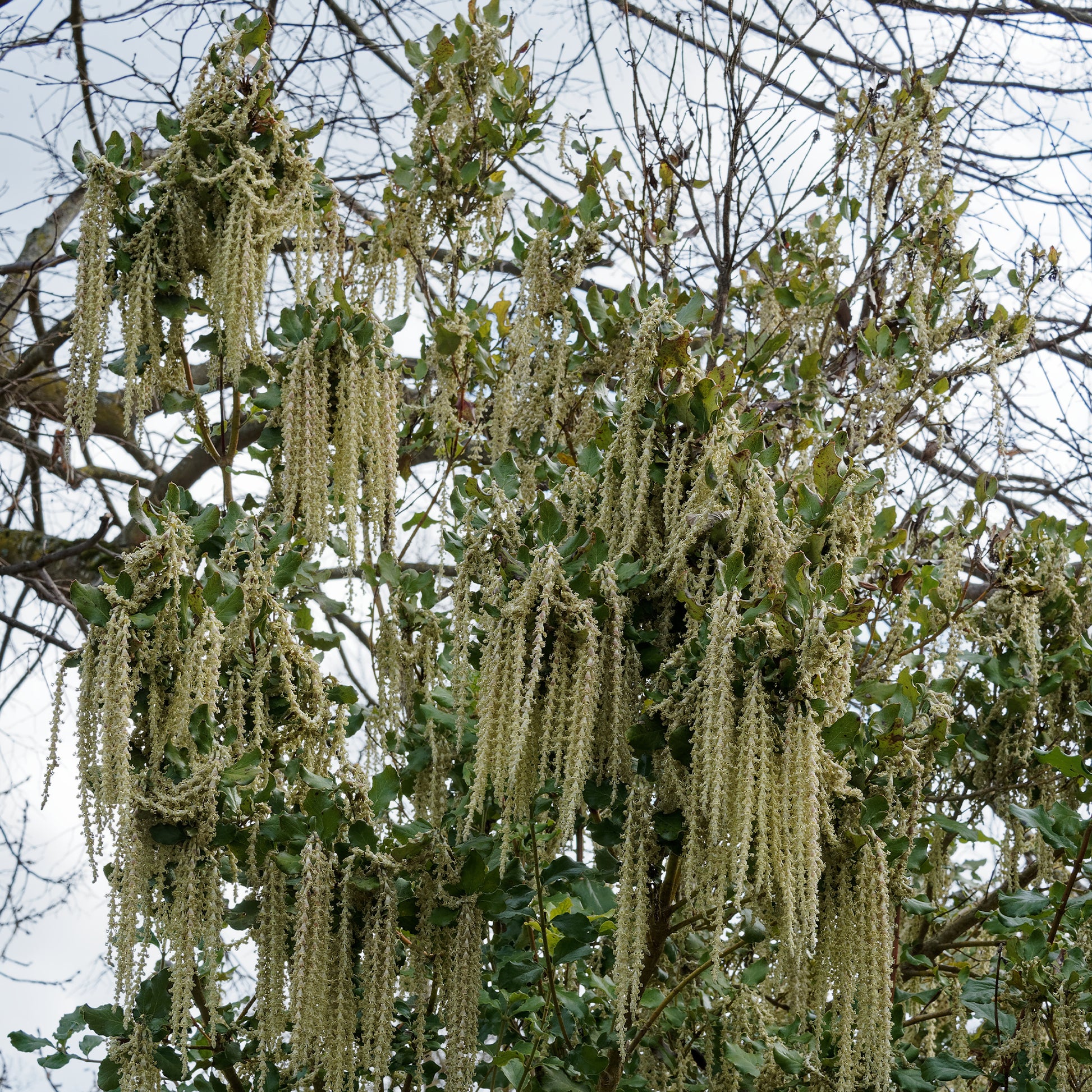 Garrya elliptica - Garrya - Plantes de terrasses et balcons