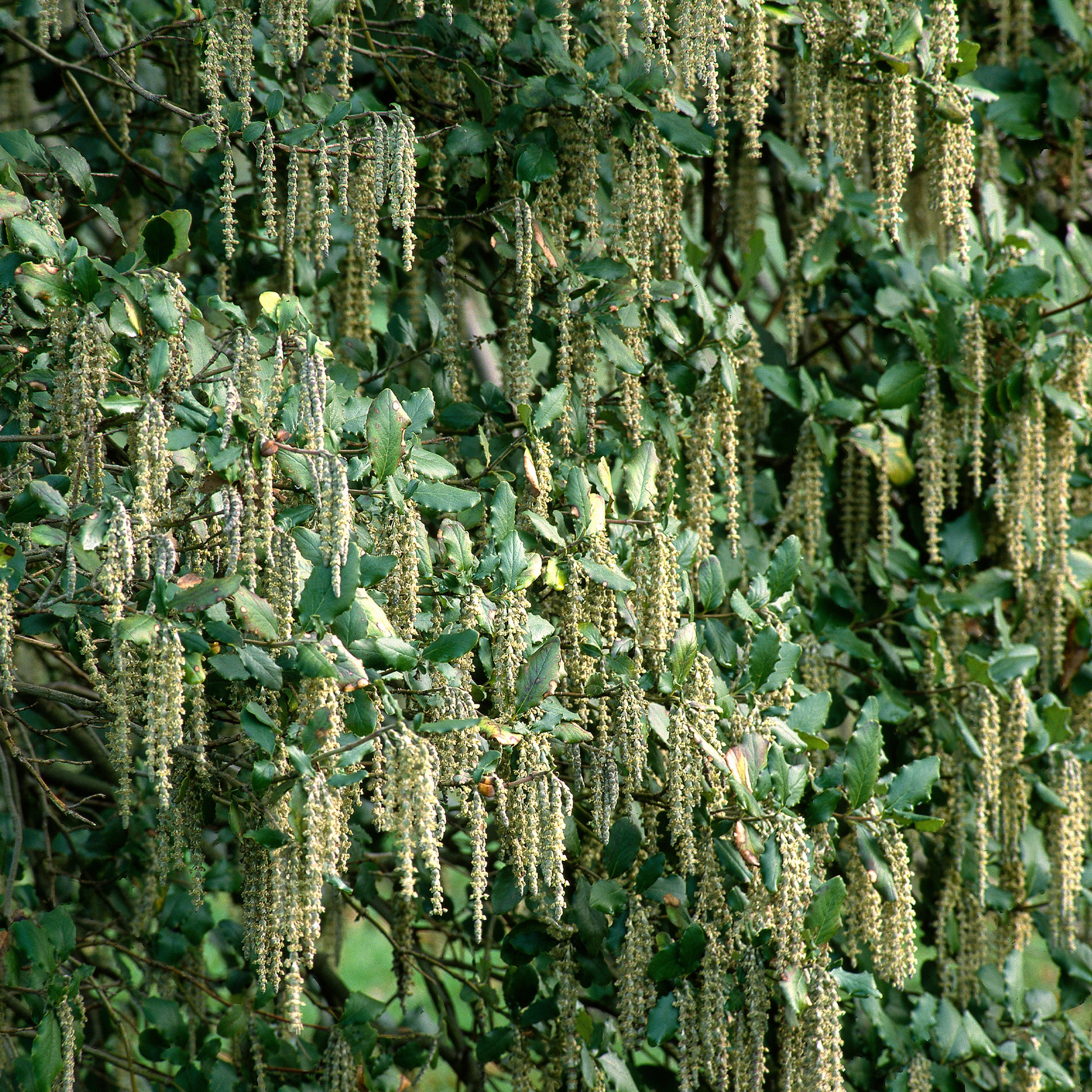 Plantes de terrasses et balcons - Garrya - Garrya elliptica