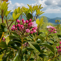 Vente Laurier des montagnes - Kalmia latifolia