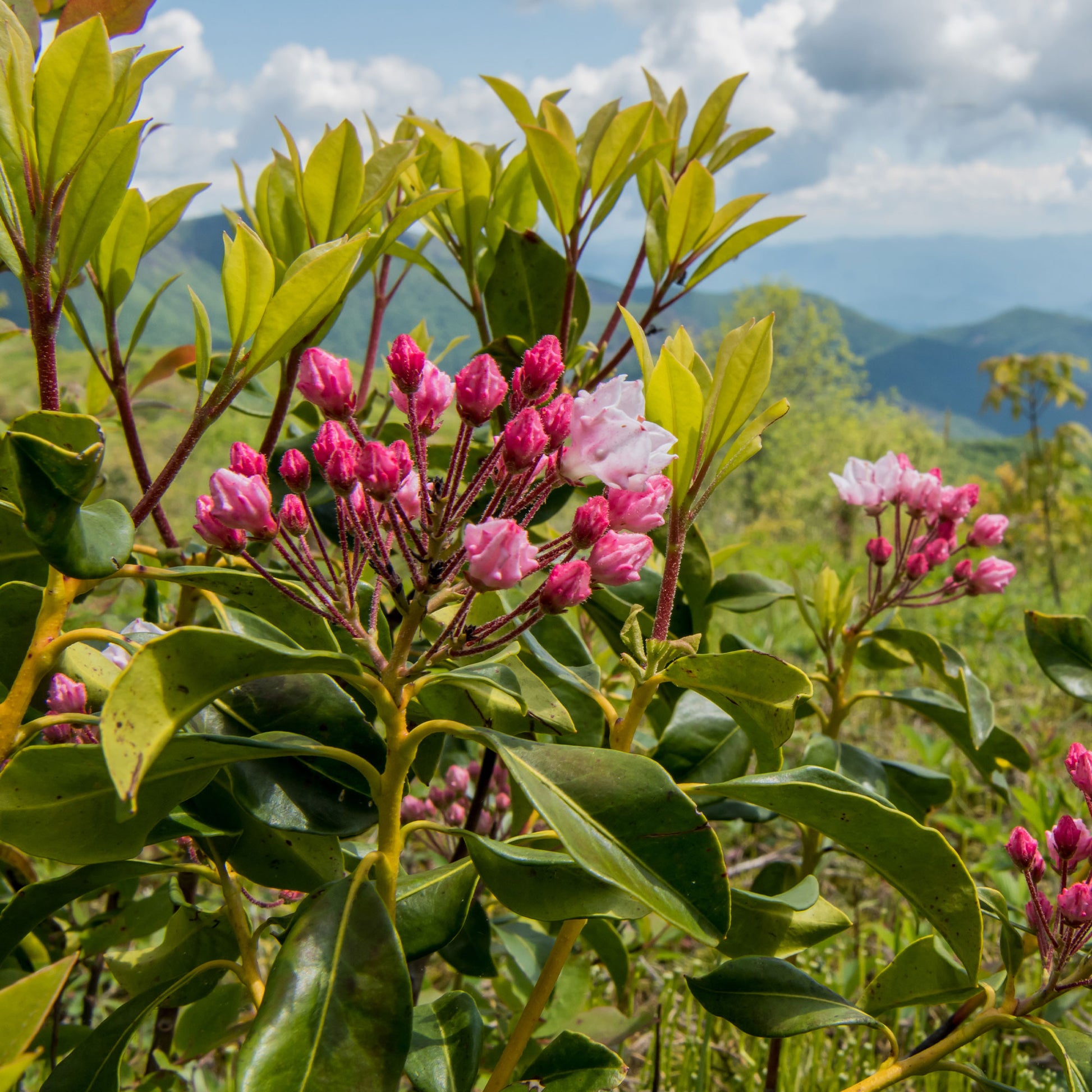 Vente Laurier des montagnes - Kalmia latifolia