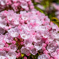 Laurier des montagnes - Kalmia latifolia - Bakker