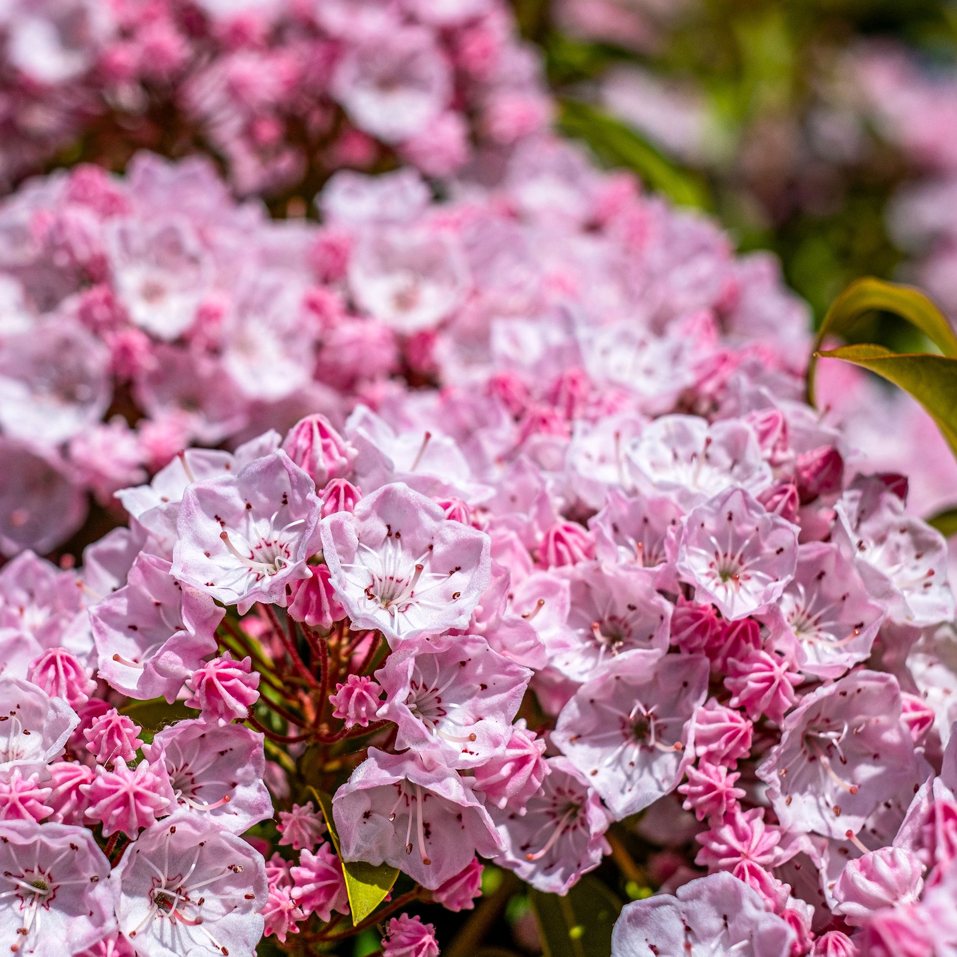 Laurier des montagnes - Kalmia latifolia - Bakker